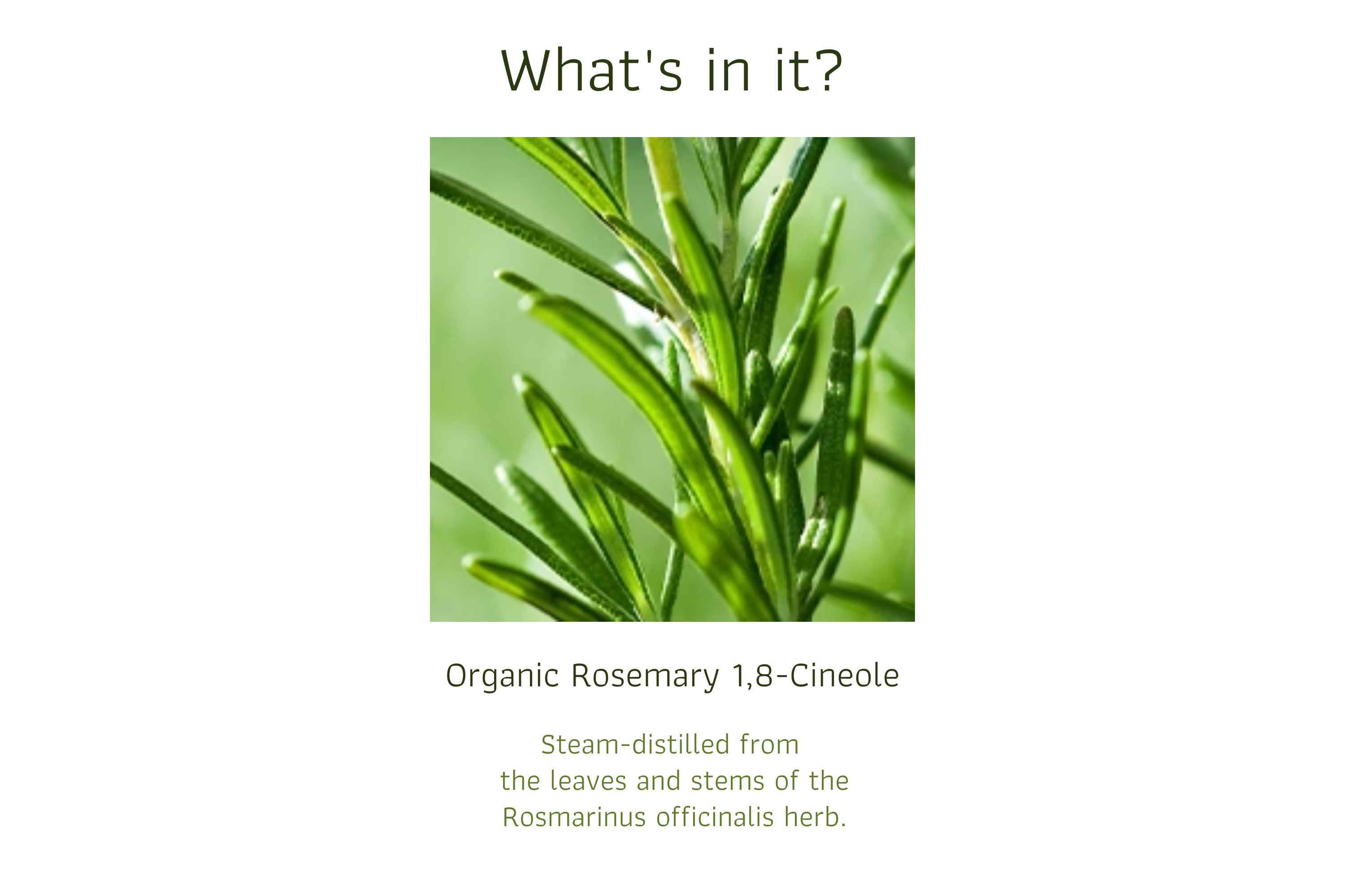 Organic Rosemary 1,8-Cineole