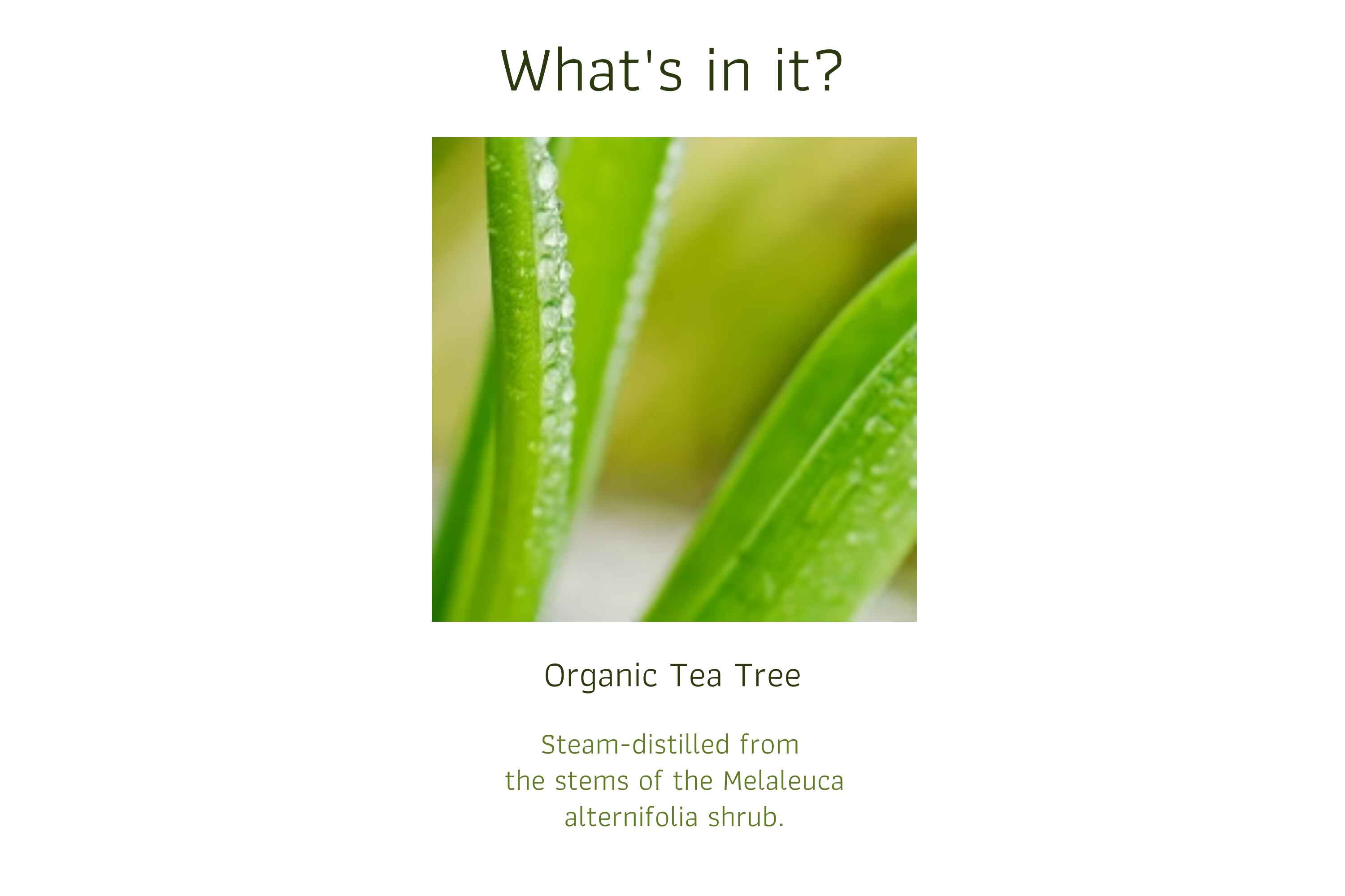 Organic Tea Tree