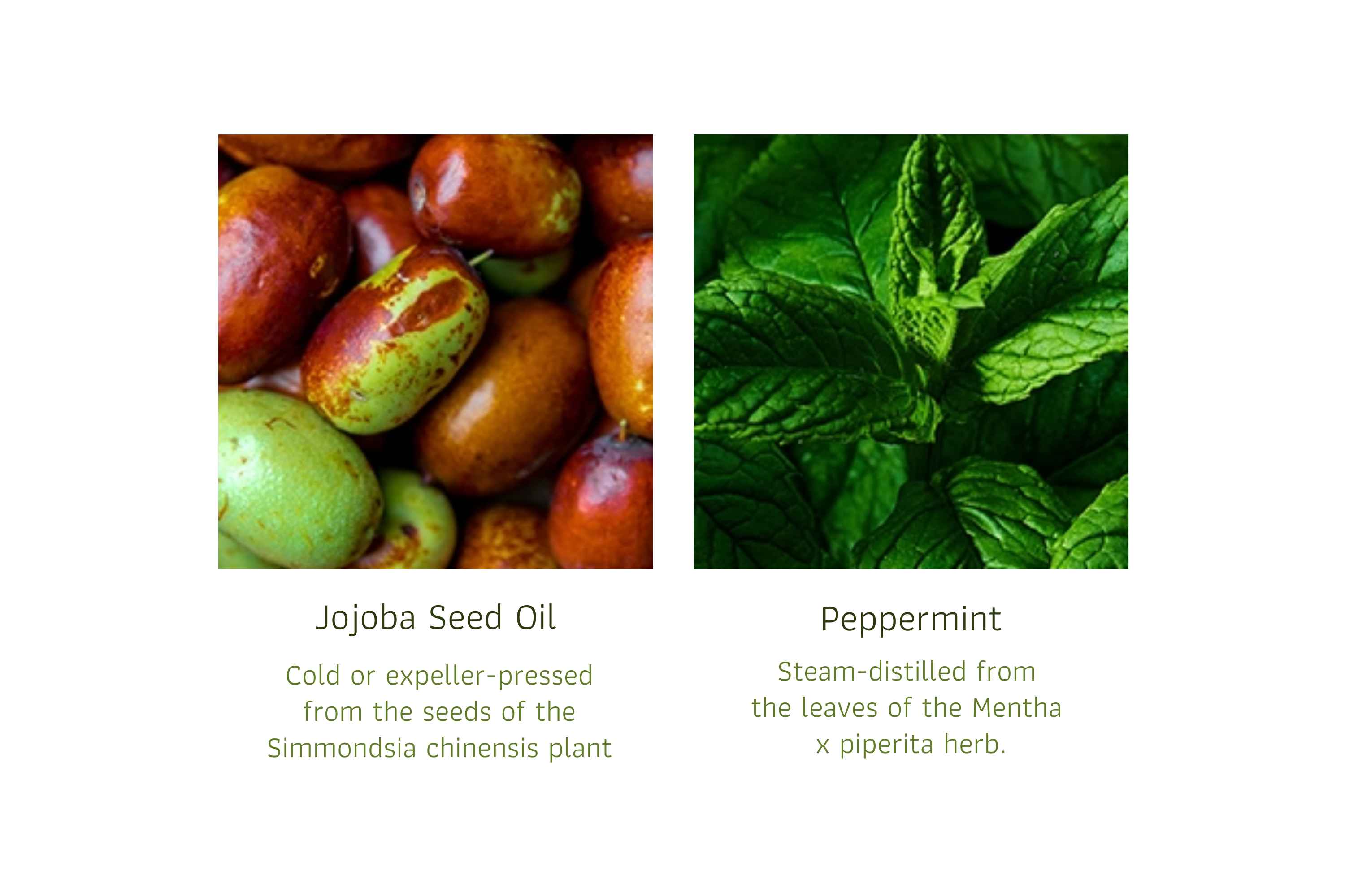 Peppermint Lotion (2)