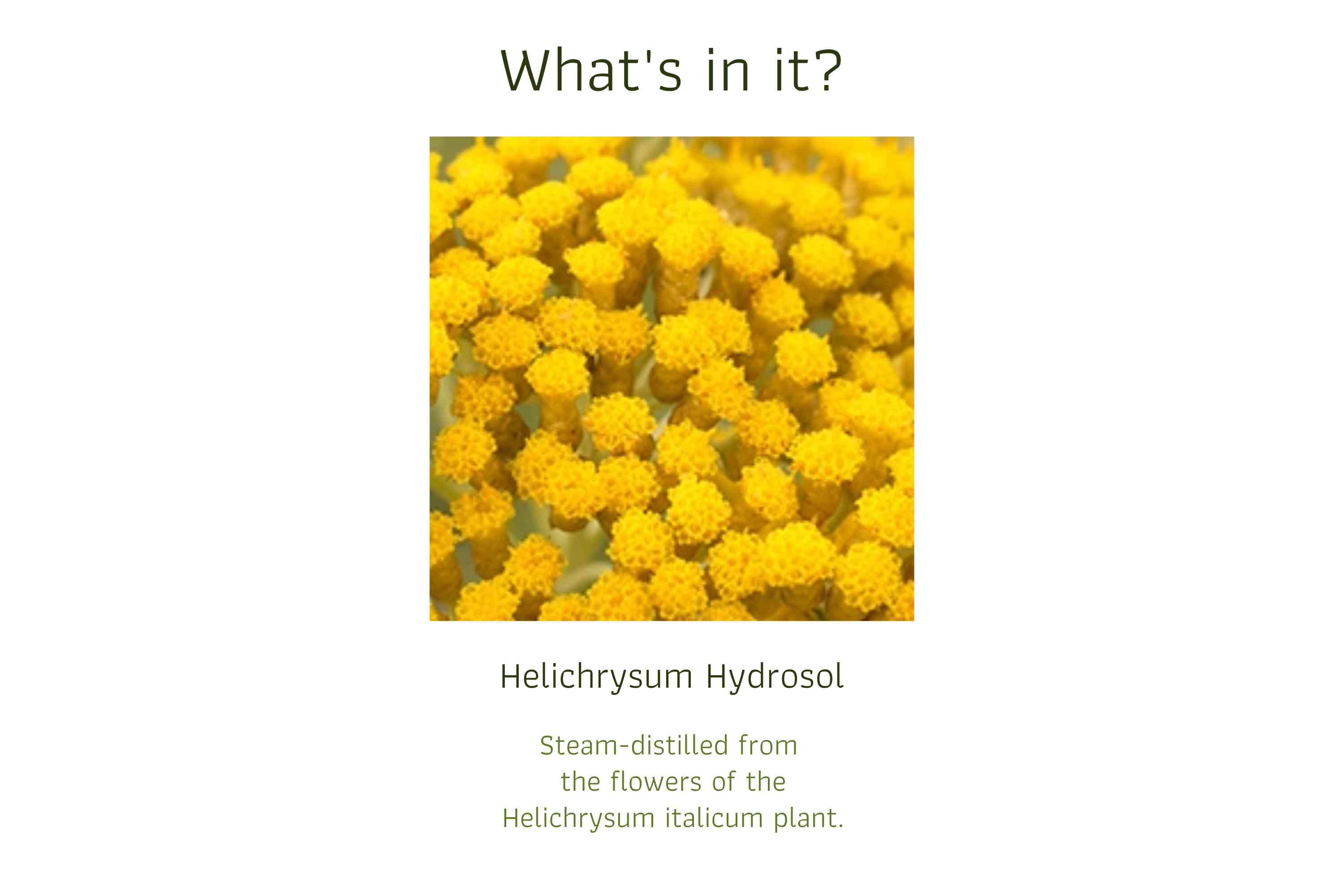 Helichrysum Hydrosol (1)