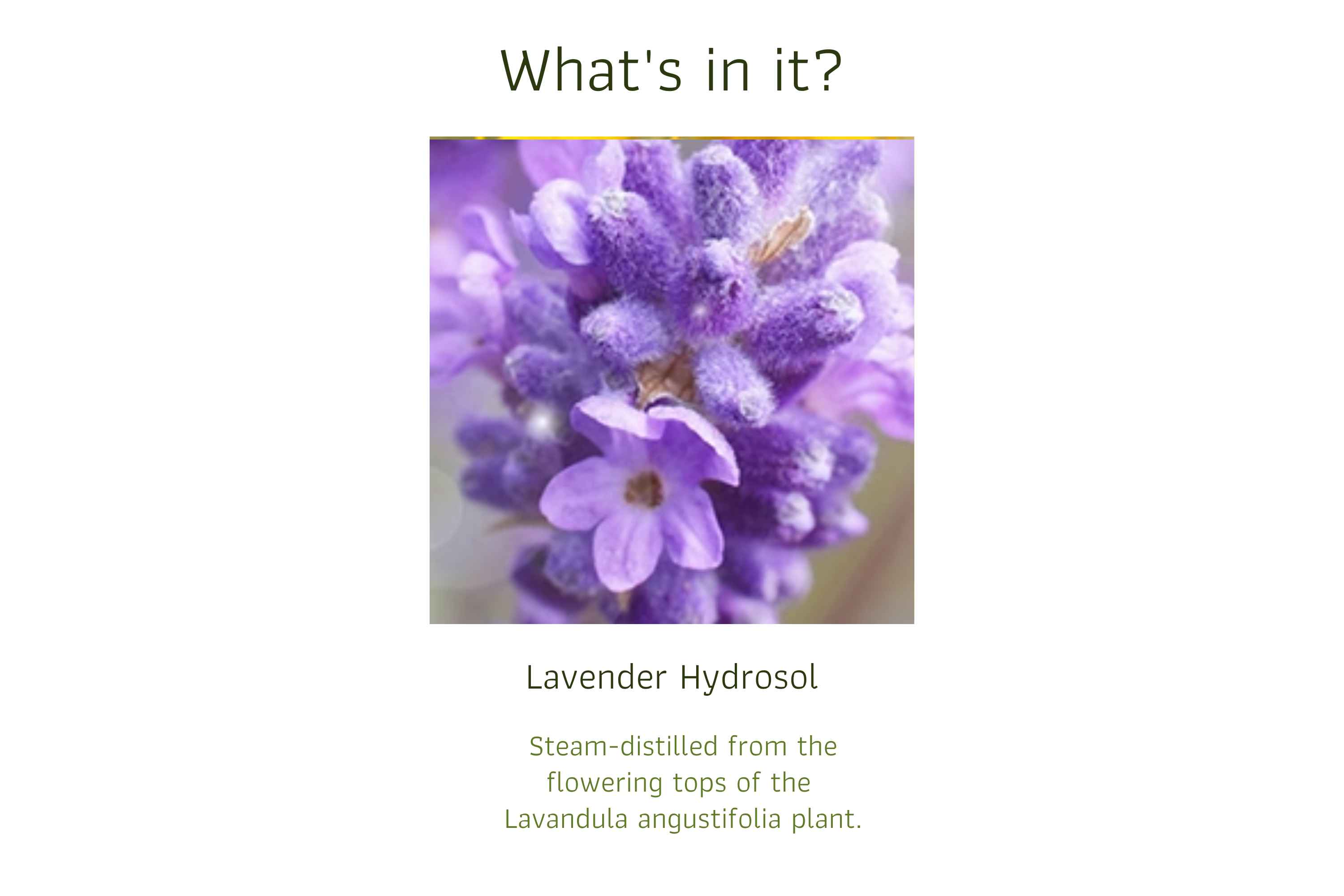 Lavender Hydrosol (1)