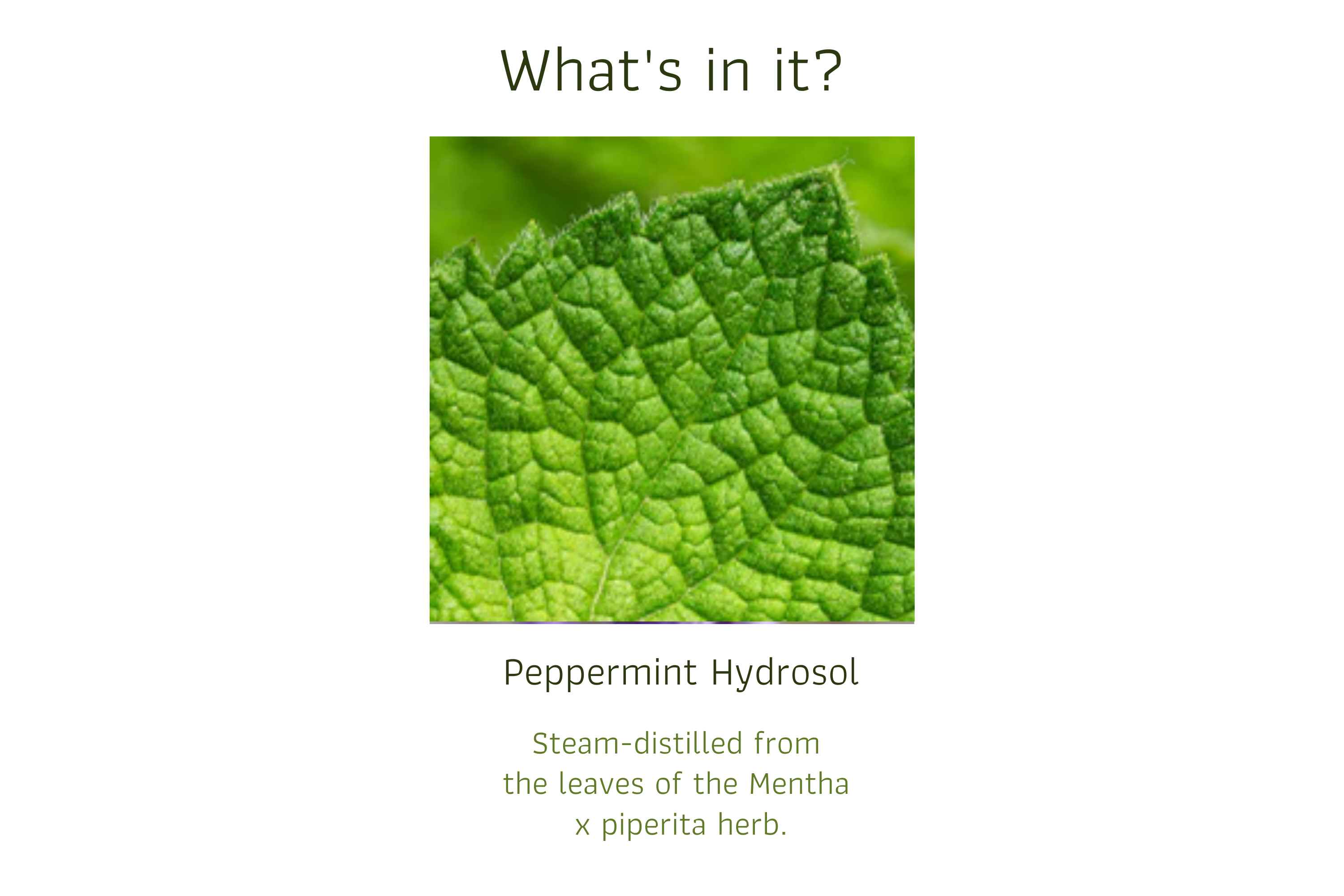 Peppermint Hydrosol (1)