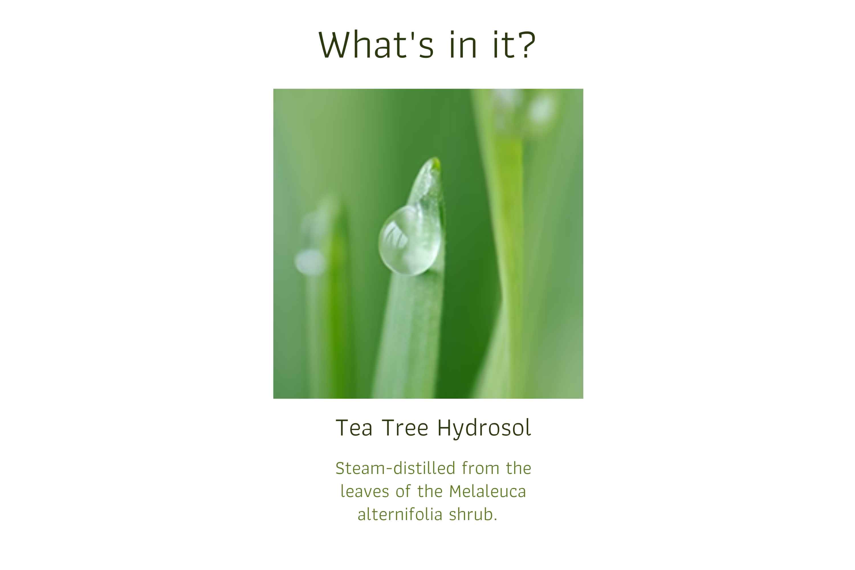 Tea Tree Hydrosol (1)