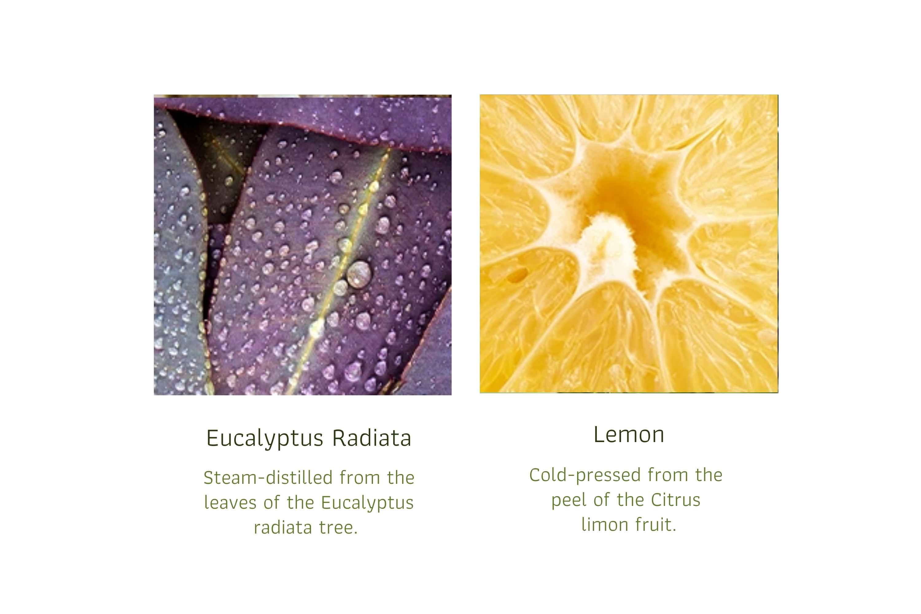 Carpet Germ Fighter (2)