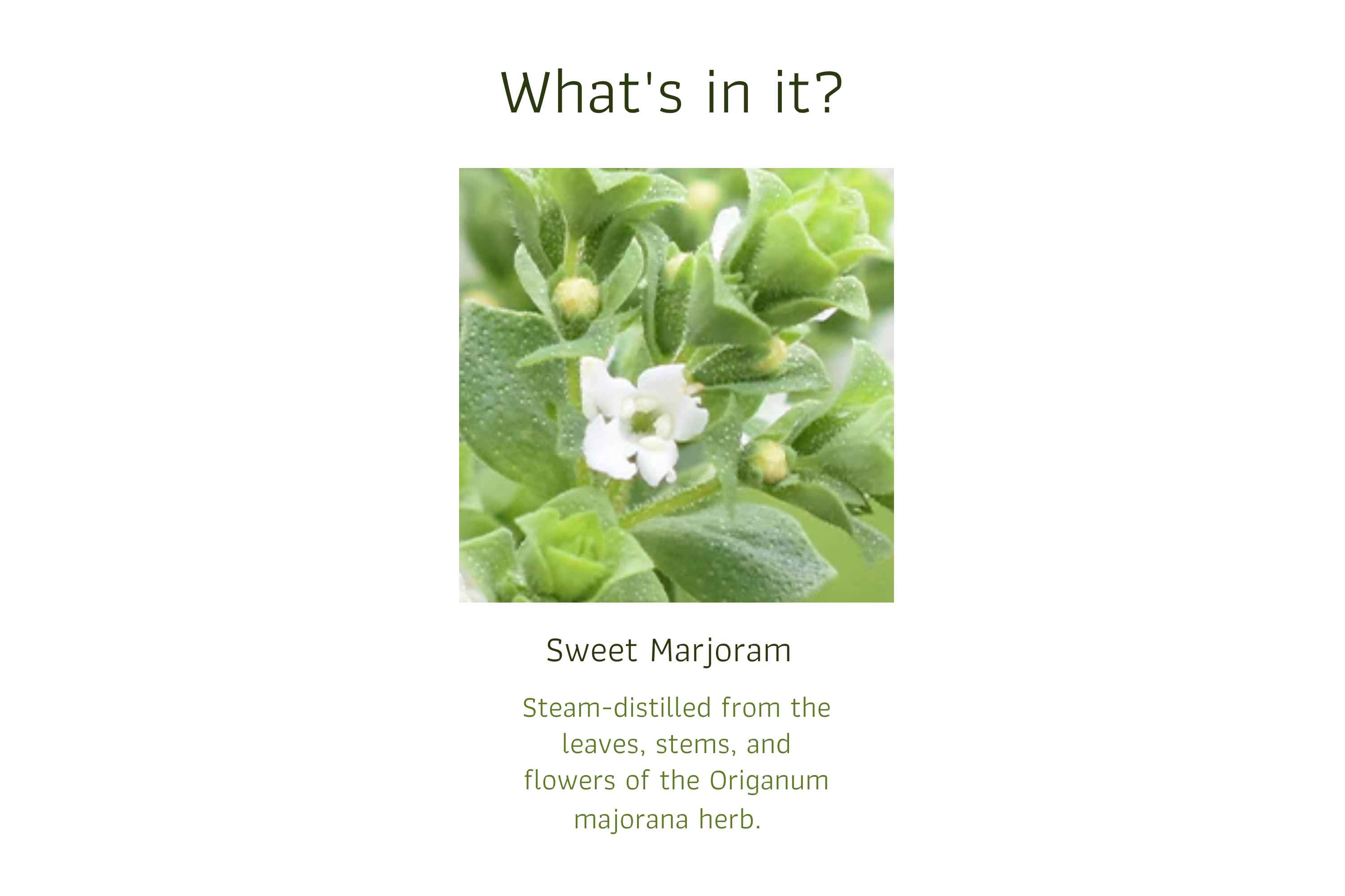 Marjoram (1)