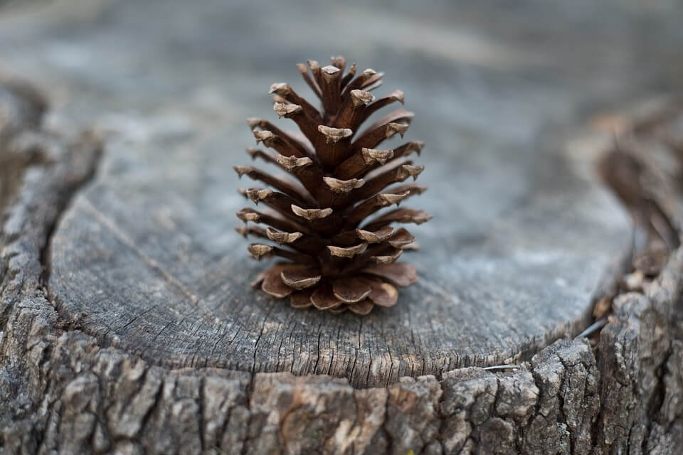 pine-cone-1245888_960_720.jpg