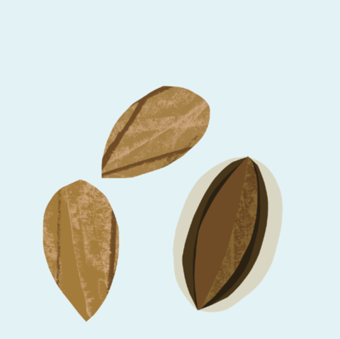 almond_large.png