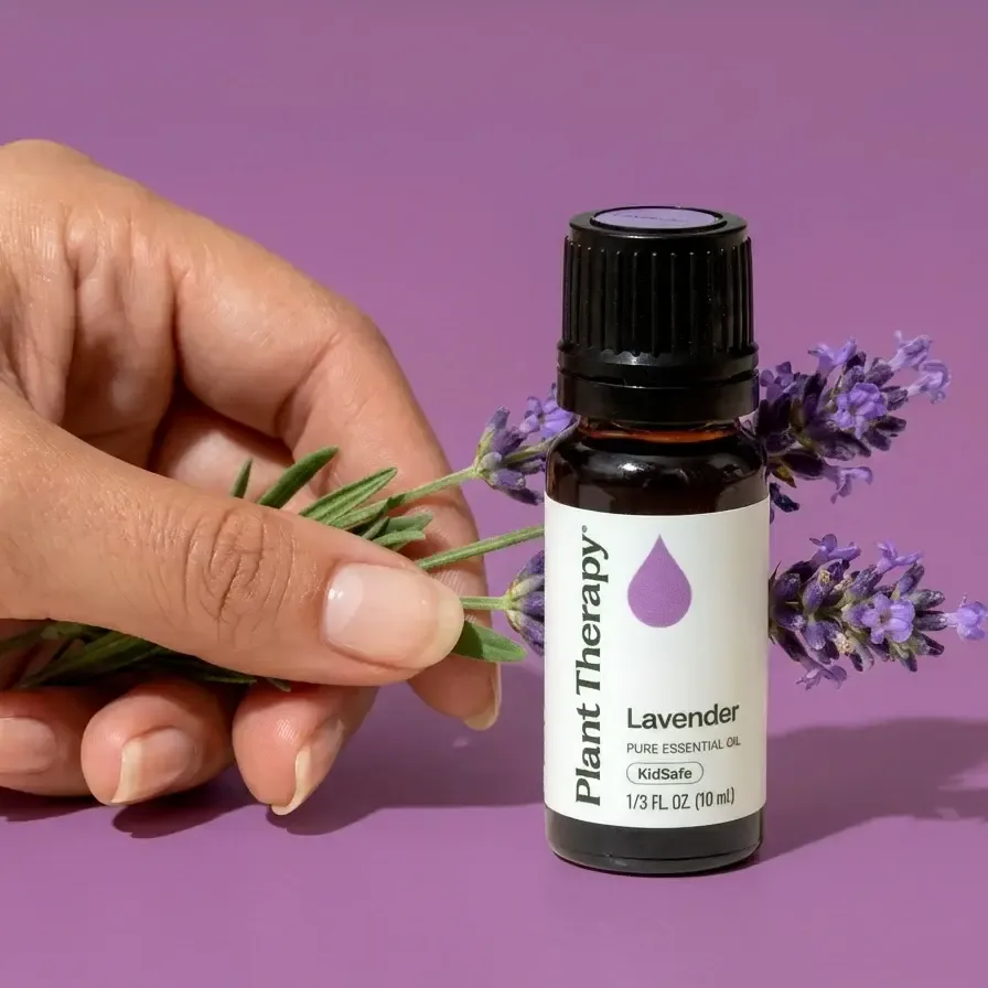 lavender-fresh-flowers-hand