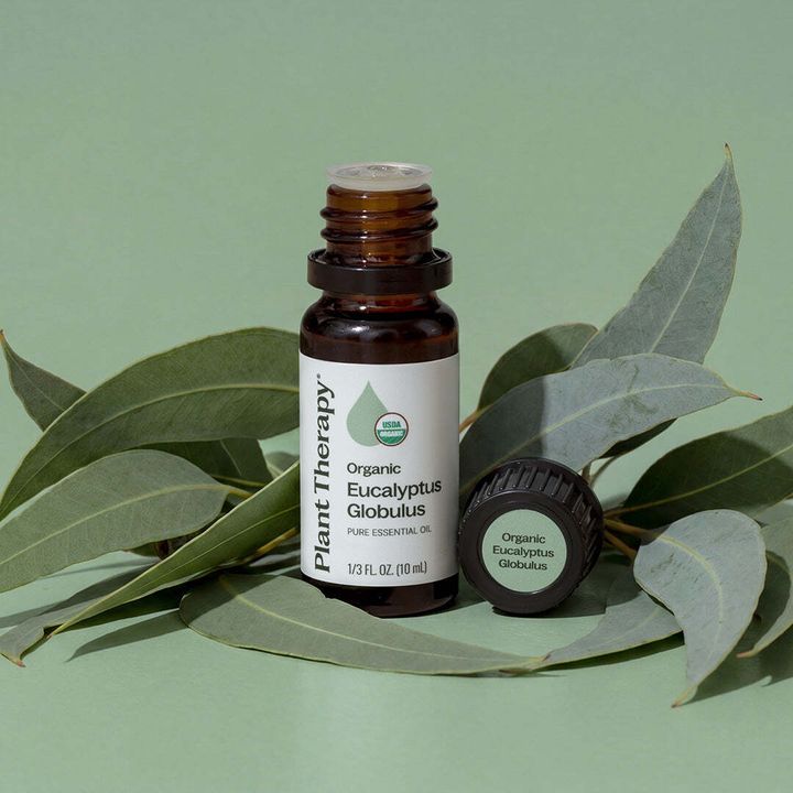 organic_eucalyptus_globulus_15