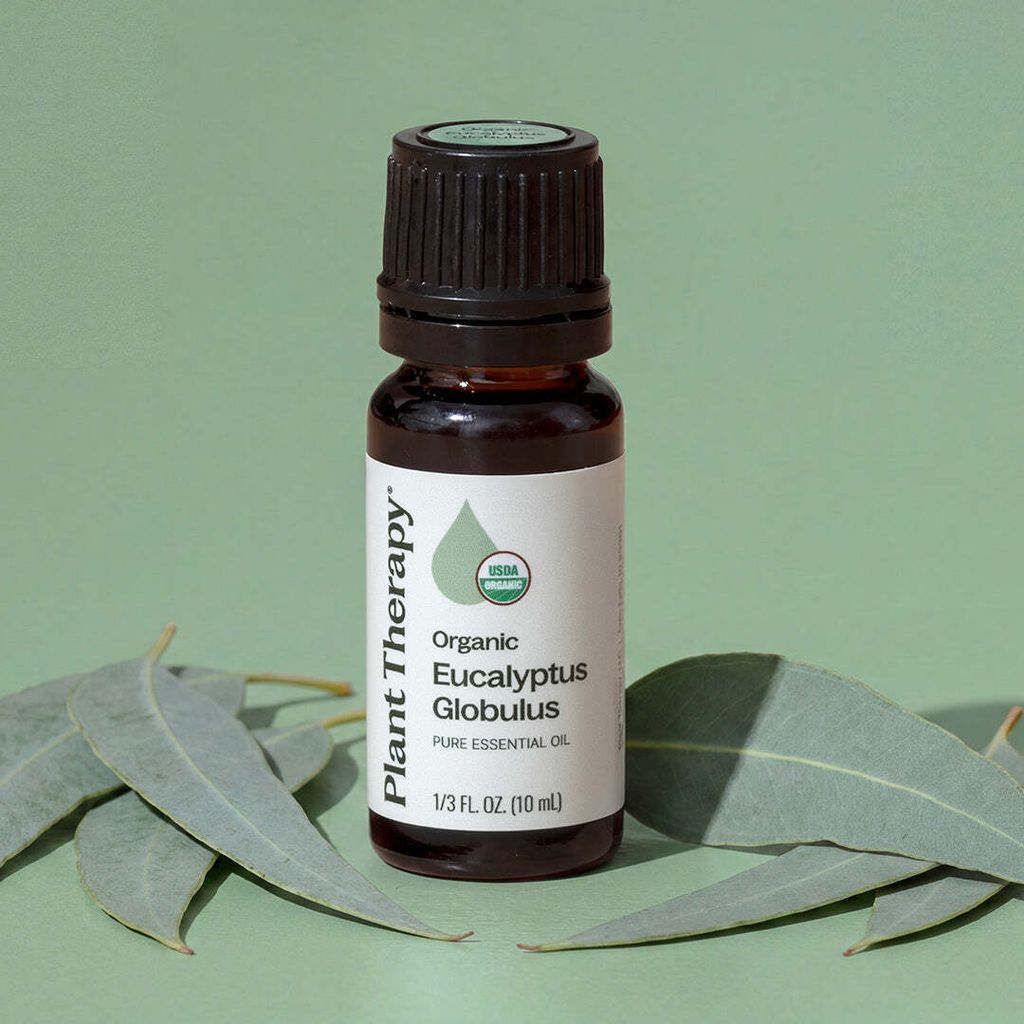 organic_eucalyptus_globulus_14