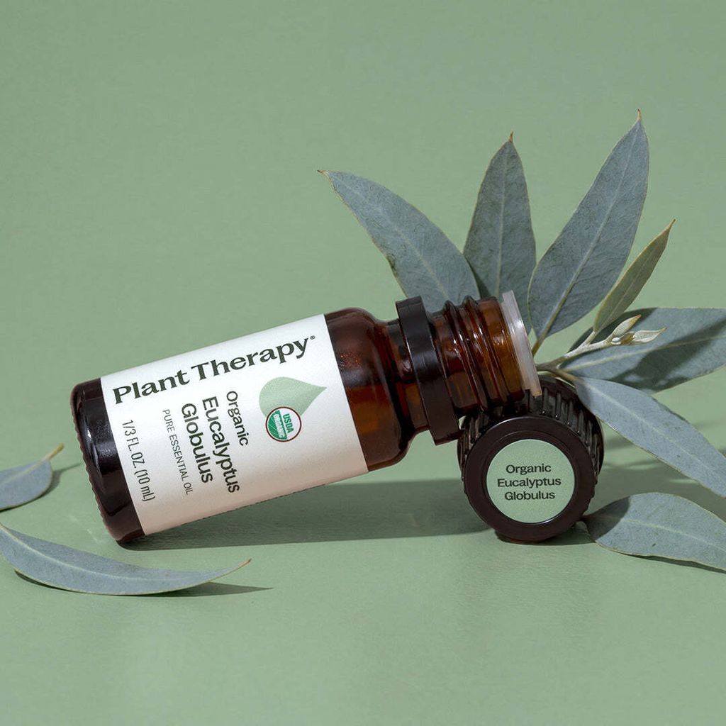 organic_eucalyptus_globulus_16