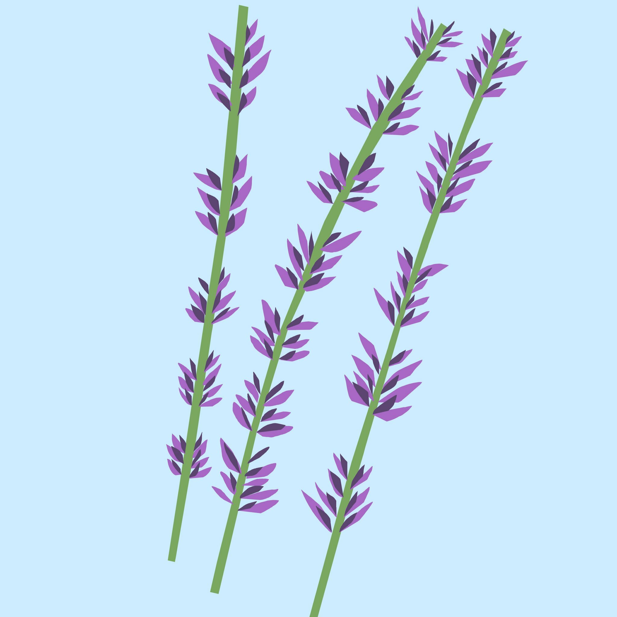 Lavender_square_2048x.jpg