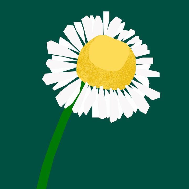 Chamomile_Roman_square_2048x.jpg
