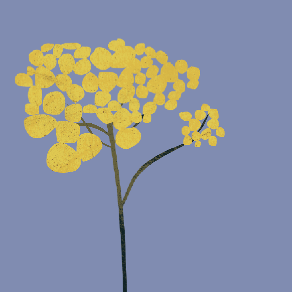 immortelle_square_2048x.png