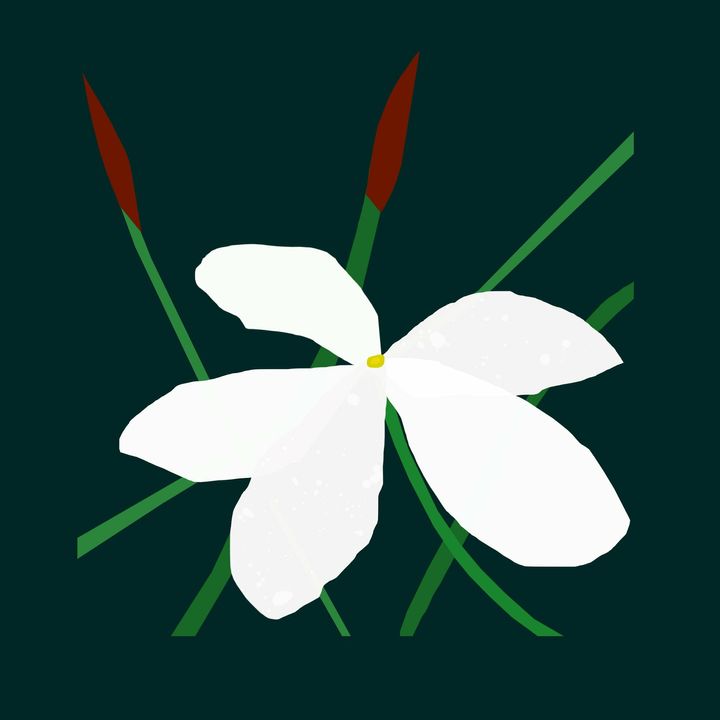 Jasmine_square_2048x.jpg