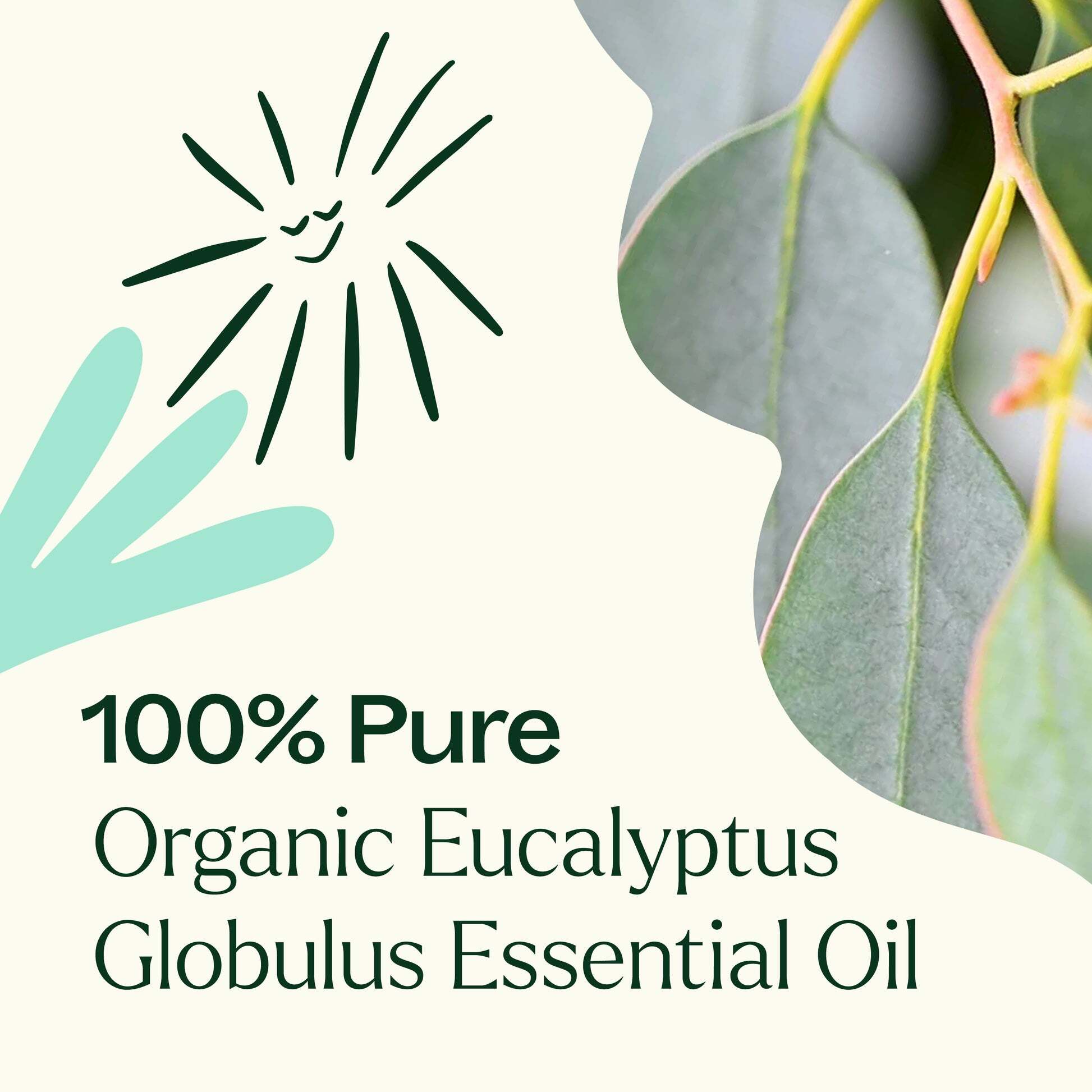 Organic_Eucalyptus_Globulus-03_1946x