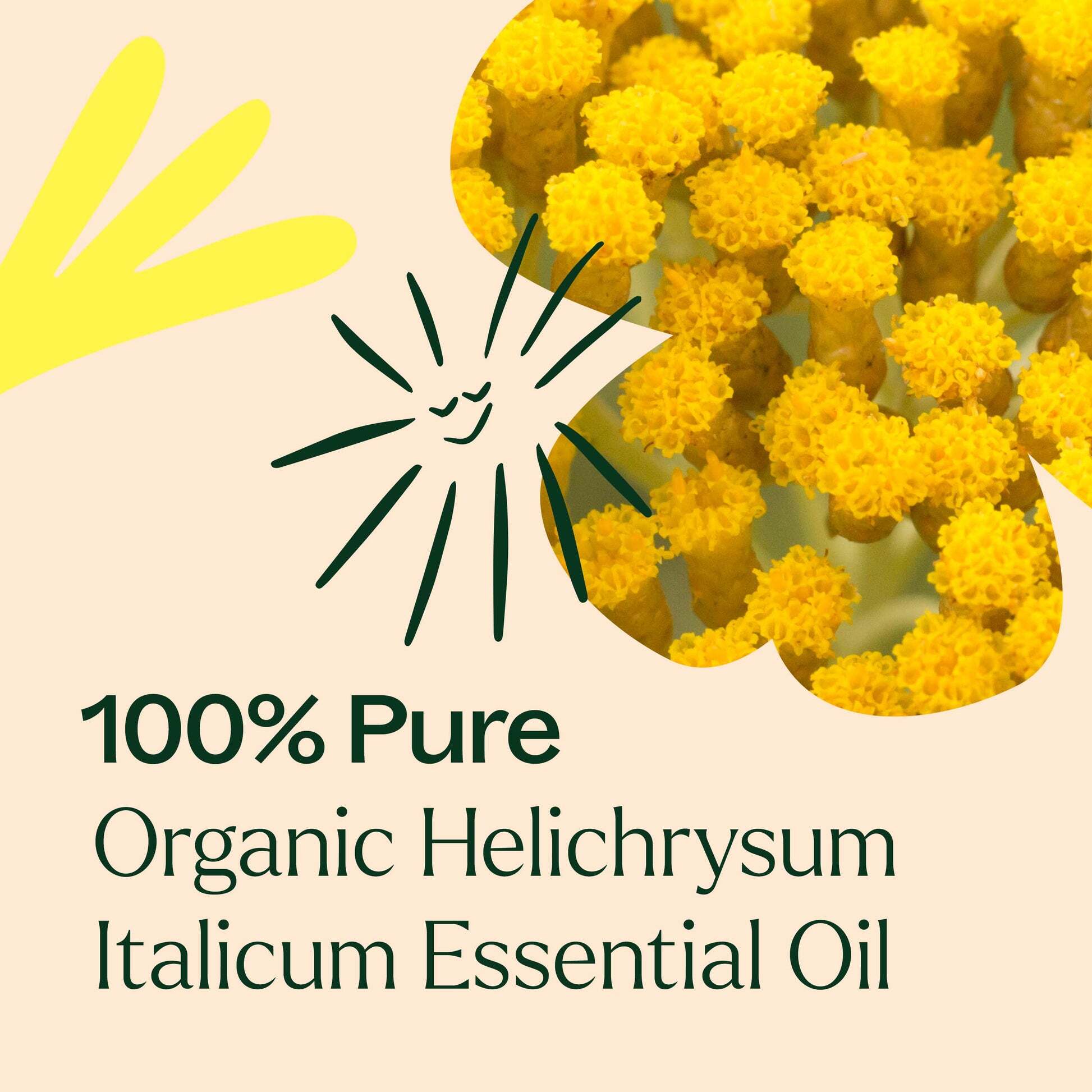 Organic_Helichrysum_Italicum-03-min_1946x
