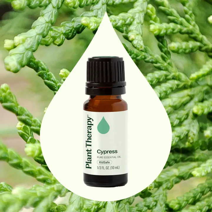 Cypress Essential Oil diffused to support clear breathing and respiratory wellness