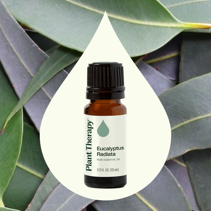 Eucalyptus Radiata Essential Oil diffuser supporting clear breathing and respiratory comfort