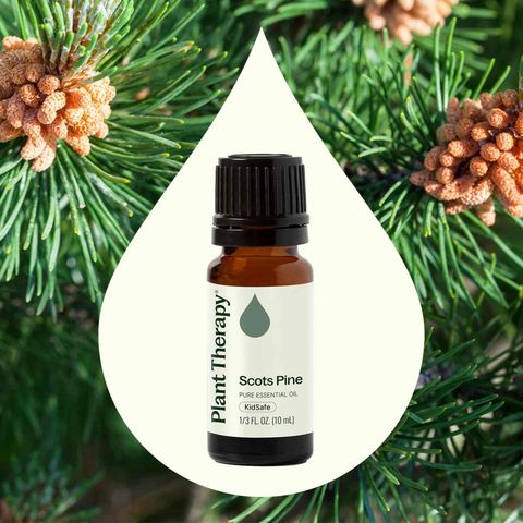 Scots Pine Essential Oil for aromatherapy diffuser and respiratory wellness