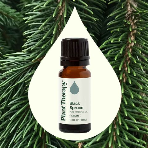 Black Spruce Essential Oil by Plant Therapy with fresh woody forest aroma