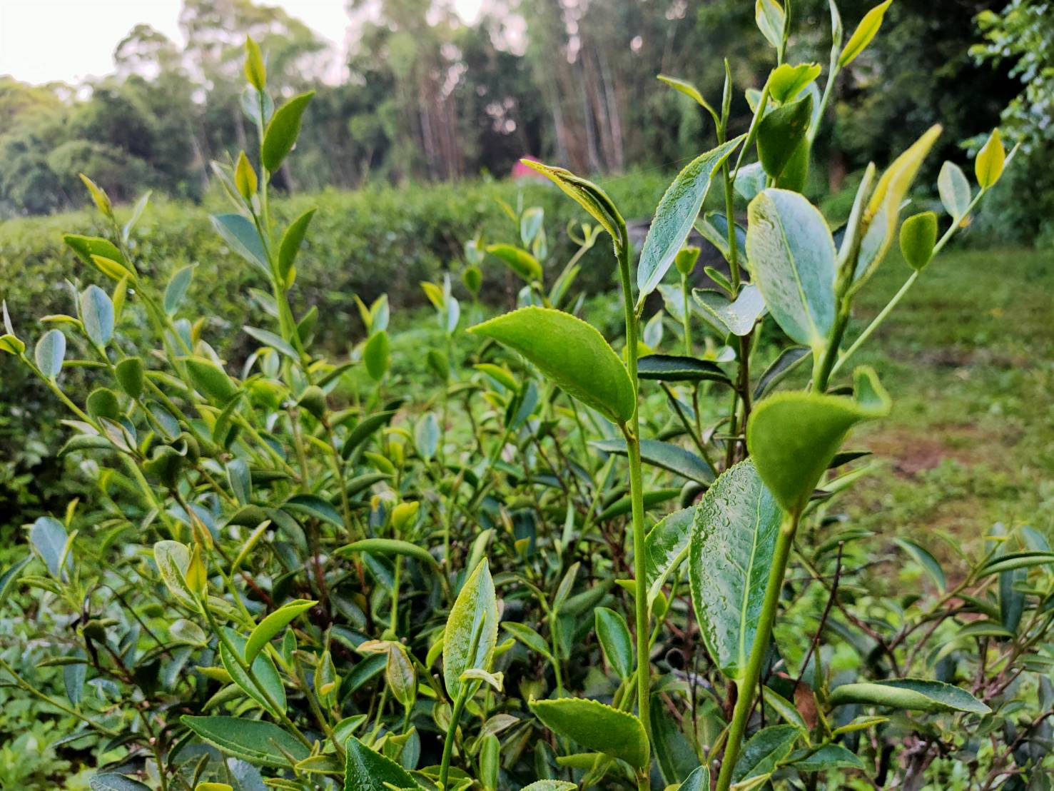雷公茶