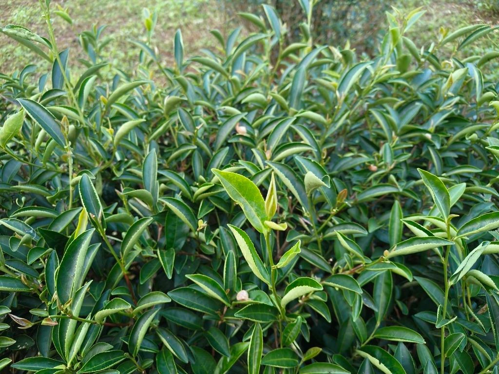 E165E852-D6D6-4CE8-935D-6F0315B1B5FA