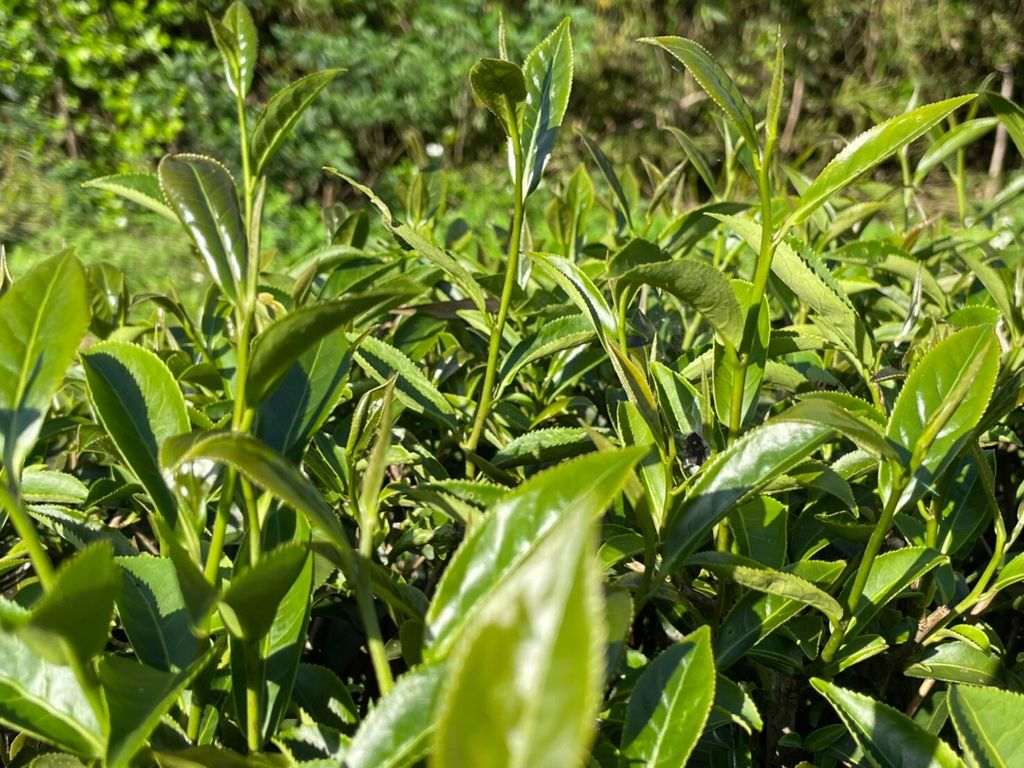 LINE_ALBUM_Tea_220809_37