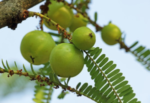 Indian Gooseberry Phyllanthus Emblica