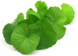 How is Centella Asiatica Extract Beneficial for your Skin? | by Anatu  Herbals | Medium