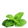 Ingredient-Peppermint-100x100.png