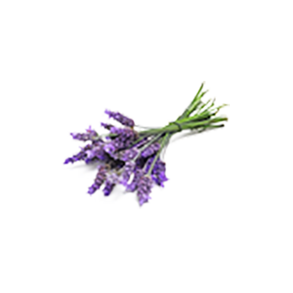 Ingredient-Lavender-330.png