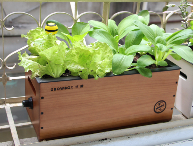 【growbox悠栽】浅色种植箱,蜜蜂浮球,栽培介质