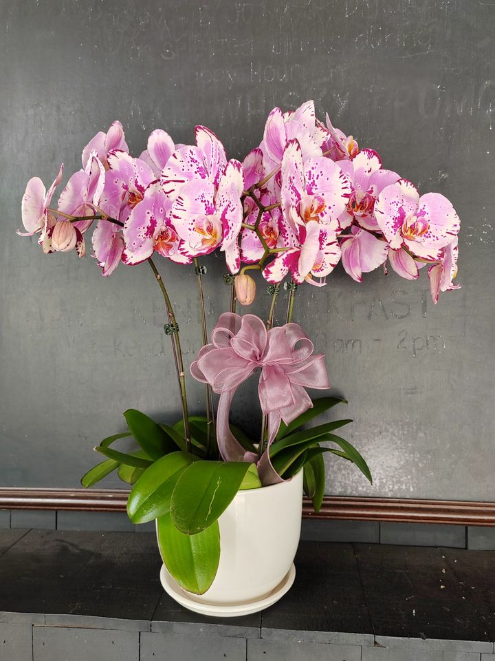 Moth Orchid Gift Set 1