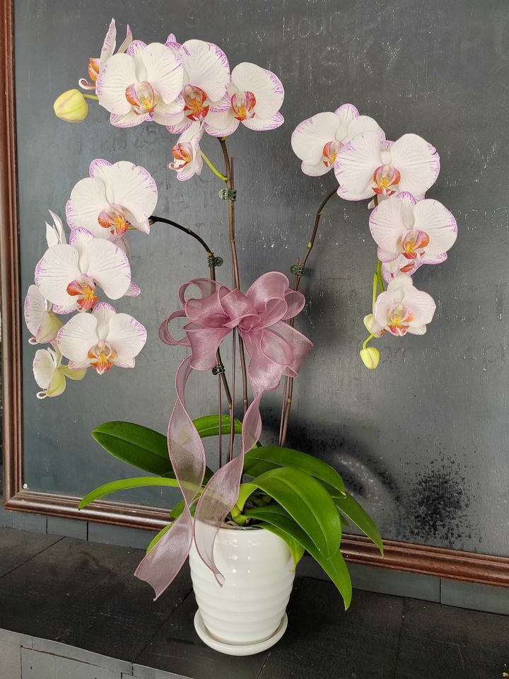 Moth Orchid Gift Set 3