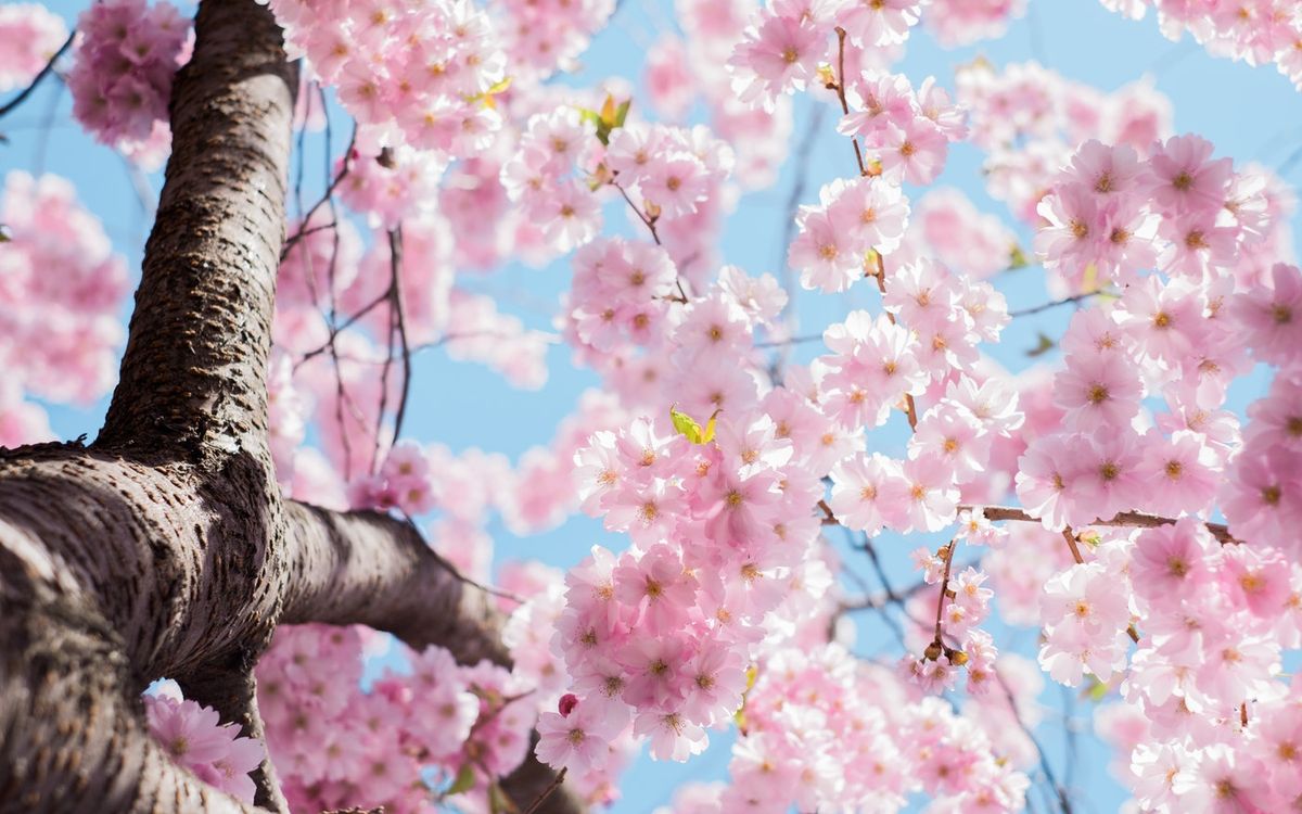 Nailing that Sakura (Cherry Blossom) Shots