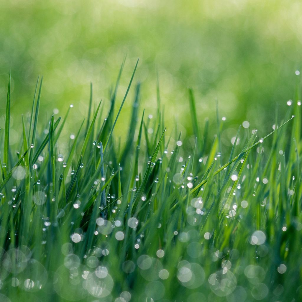 下過雨後掛著水珠的草地