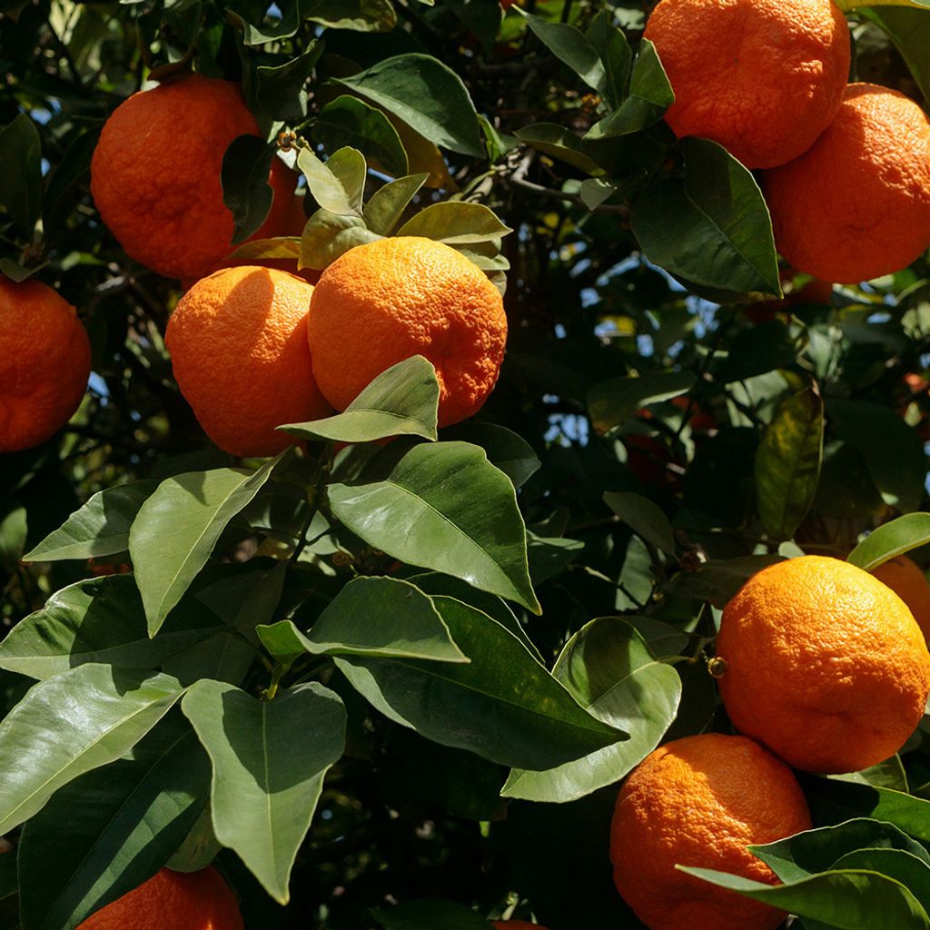 苦橙果活力護手霜04