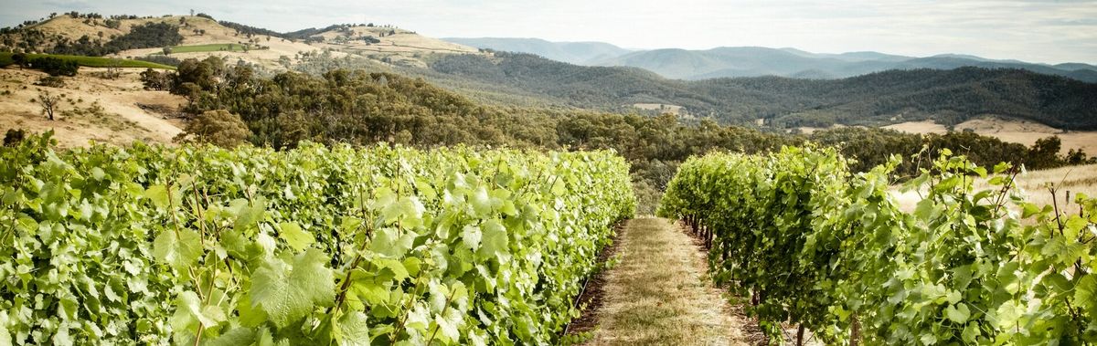 Brown Brothers and CSIRO look to climate-proof grapes