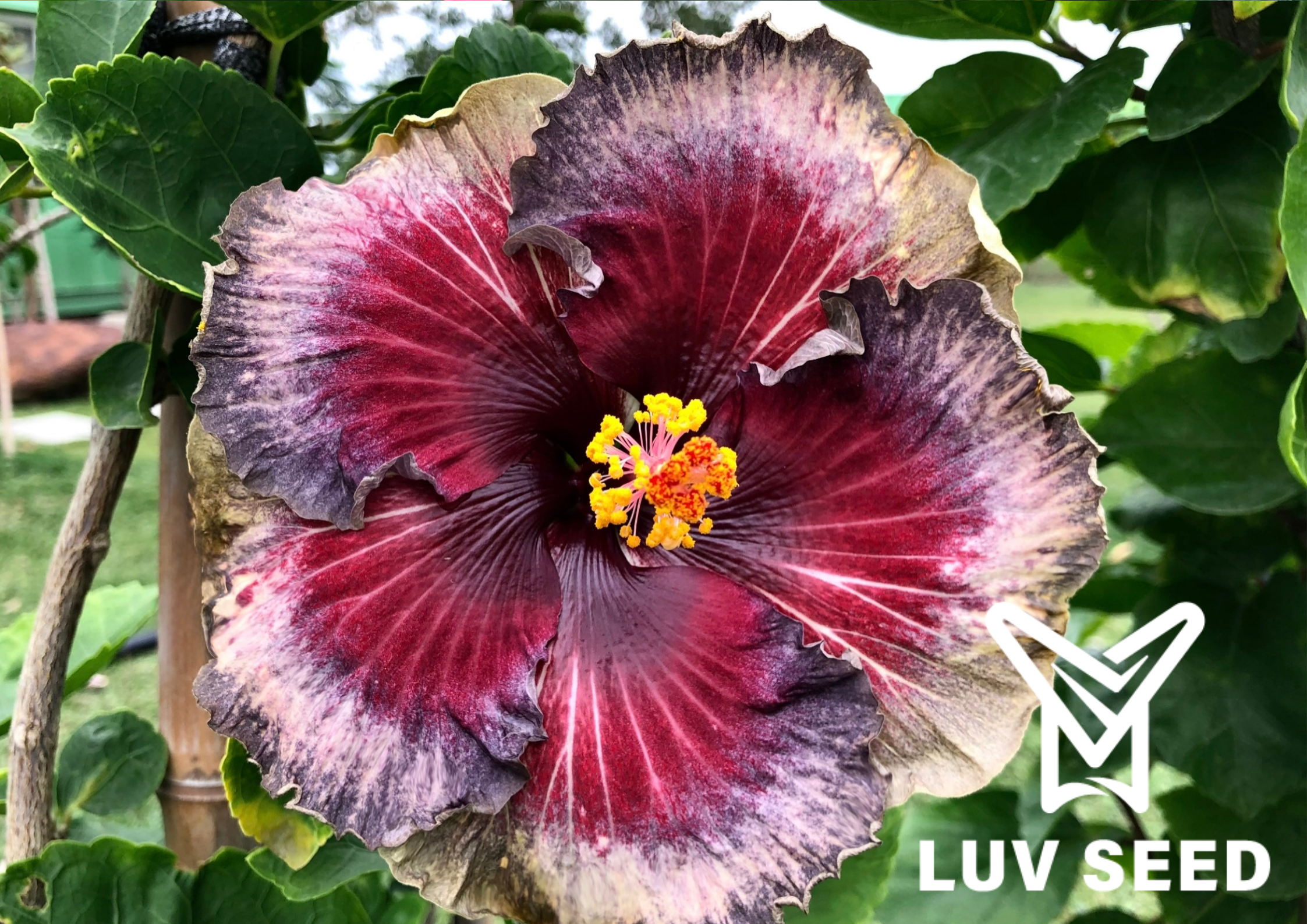 樂芙佛羅倫斯_Luv Florence
