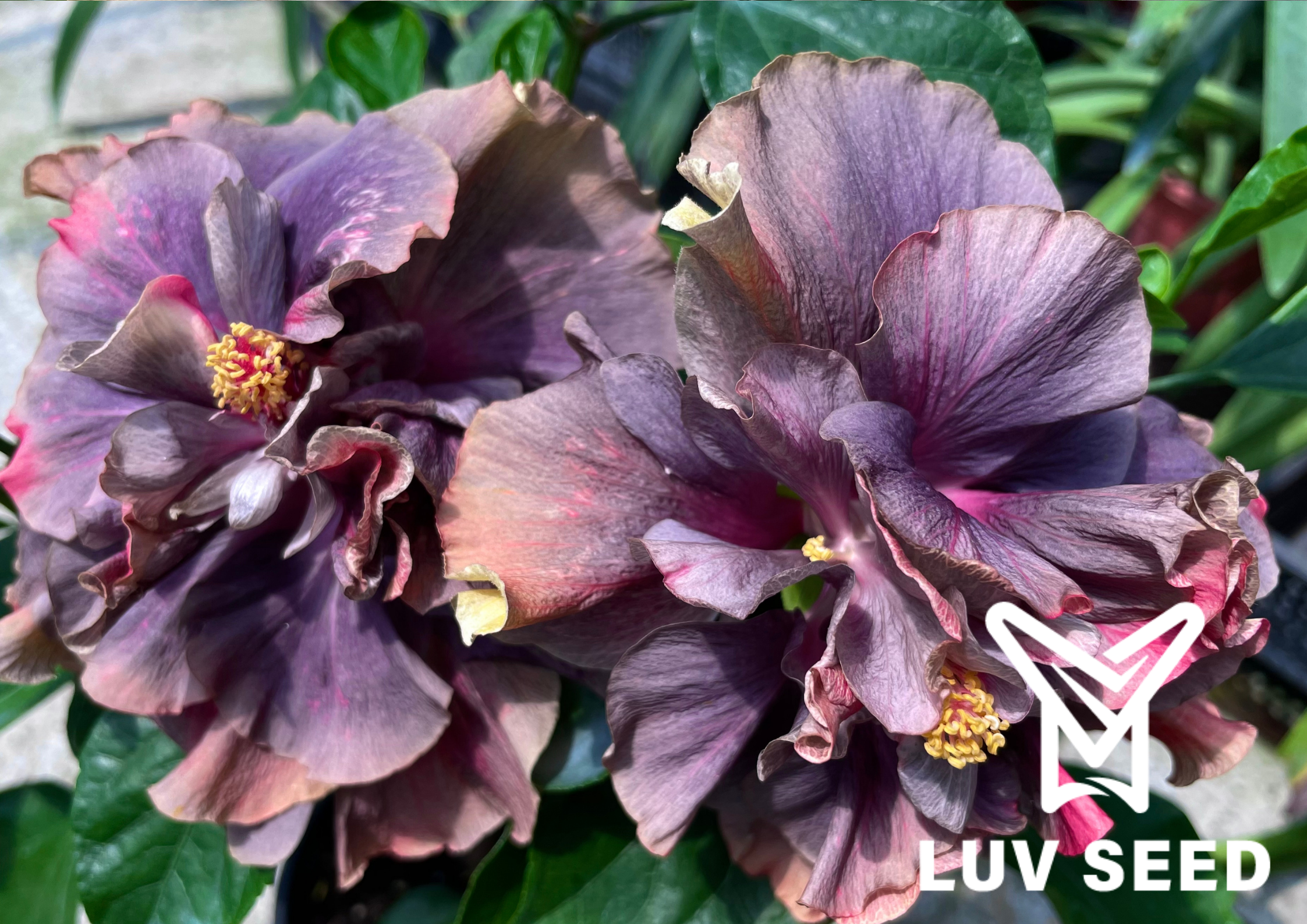 樂芙黛絲絨 Luv Daisy Velvet