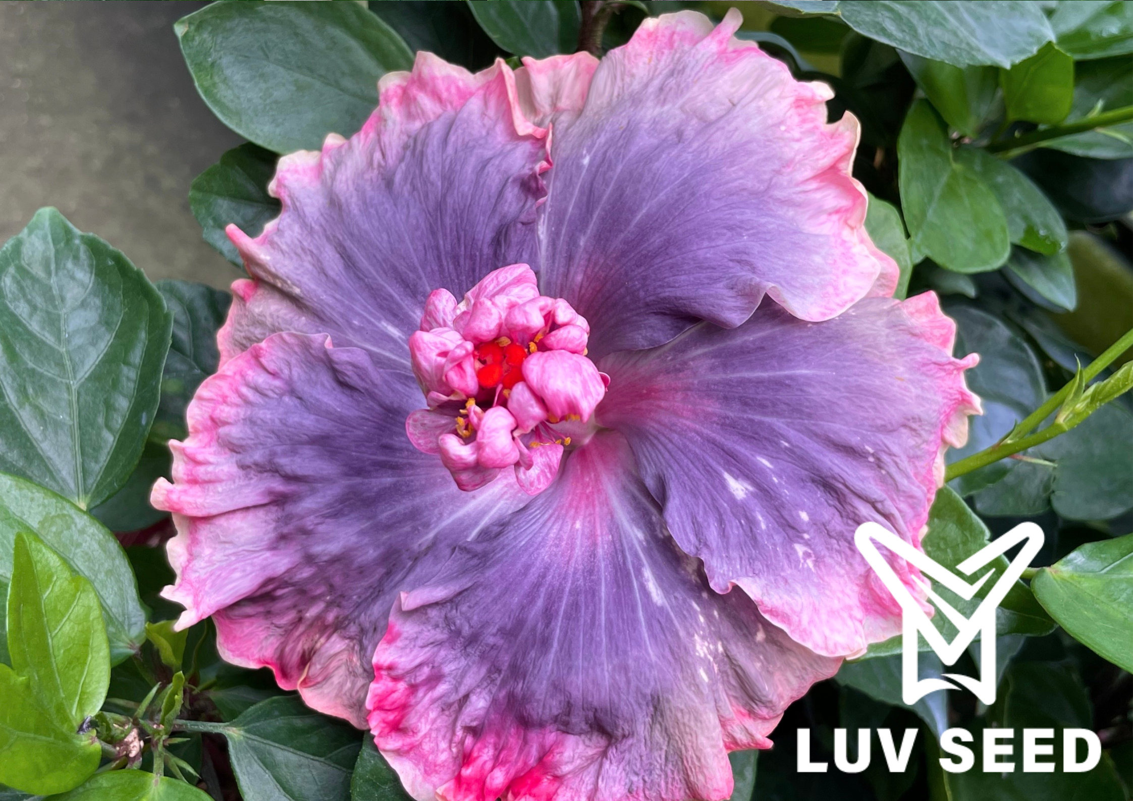 茉莉亞奔達瀑 _Moorea Bunda _Falls