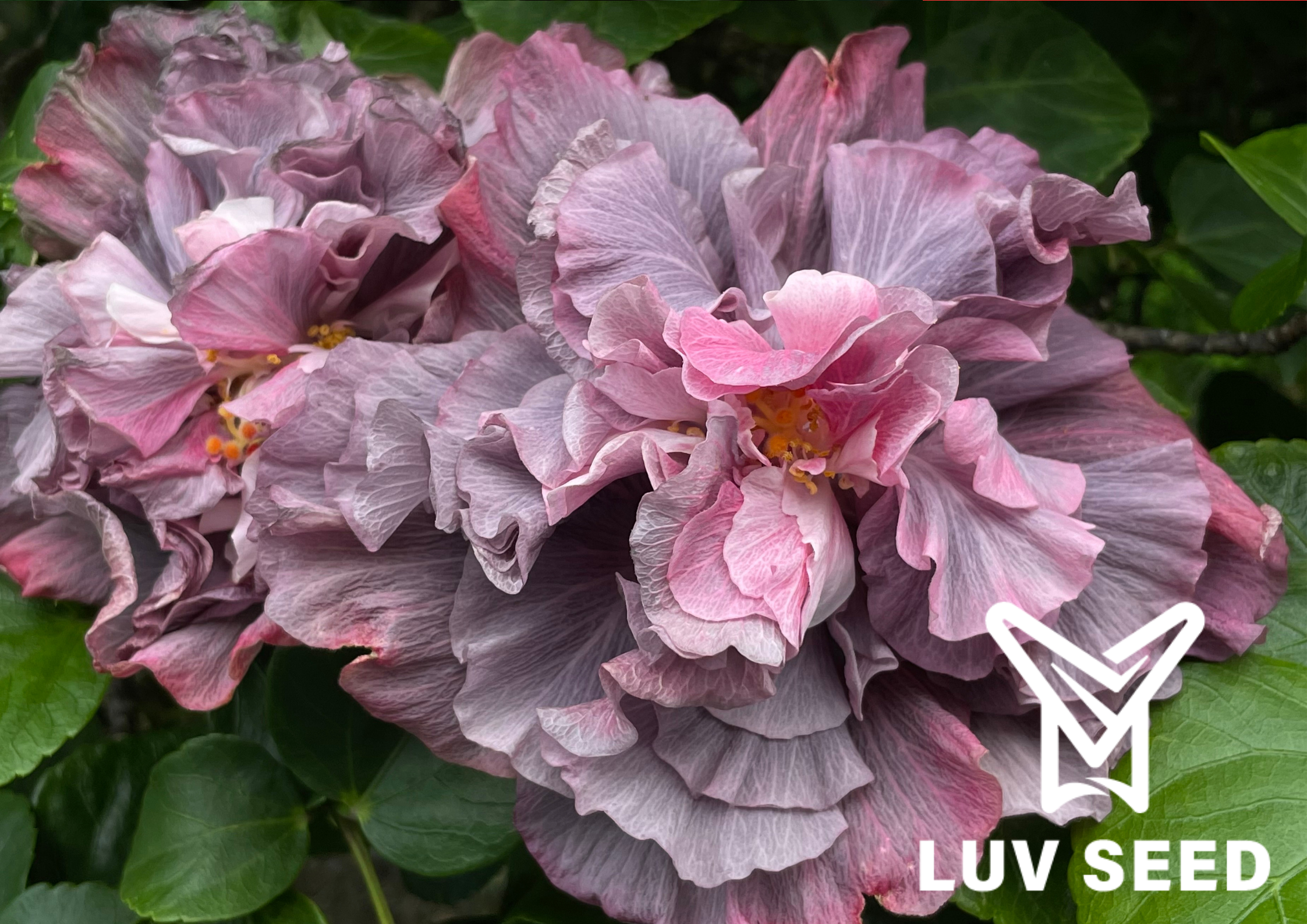 樂芙浮華世界_Luv Vanity Fair