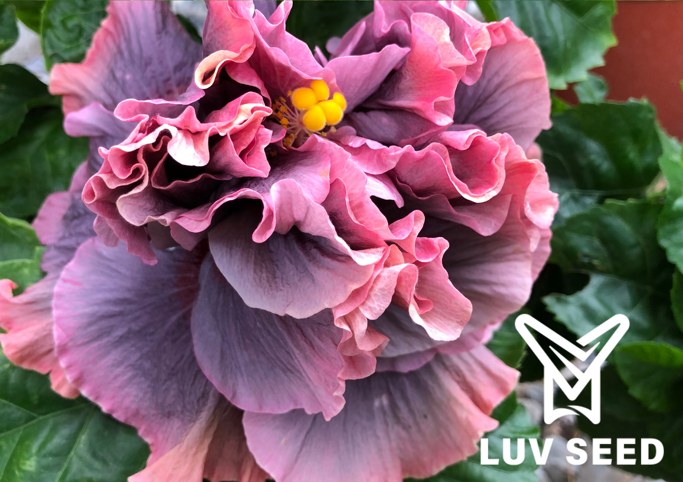 樂芙救命解藥 _Luv Cure for Wellness