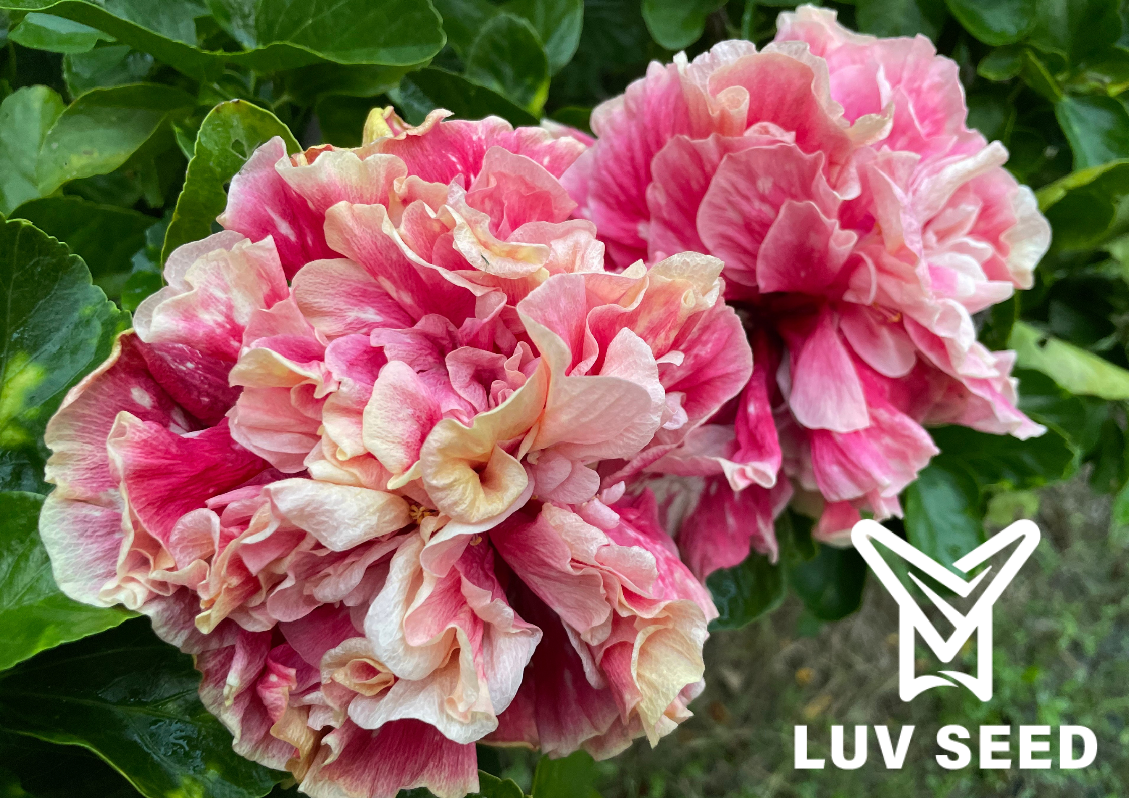 No.2551_樂芙繡球海洋_Luv Hydrangea ocean