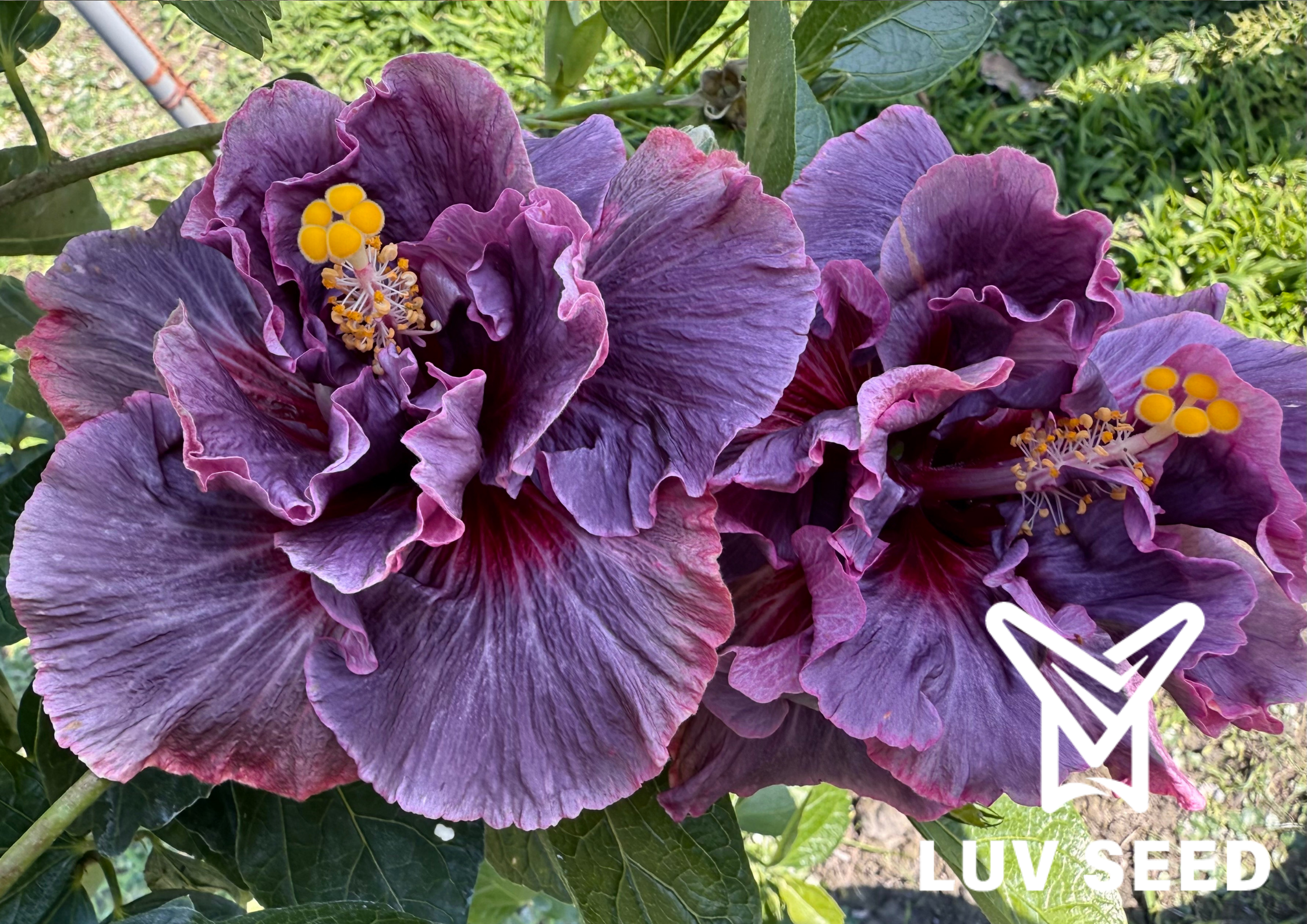 水沙連紫霞 Shueishalian _Purple Cloud