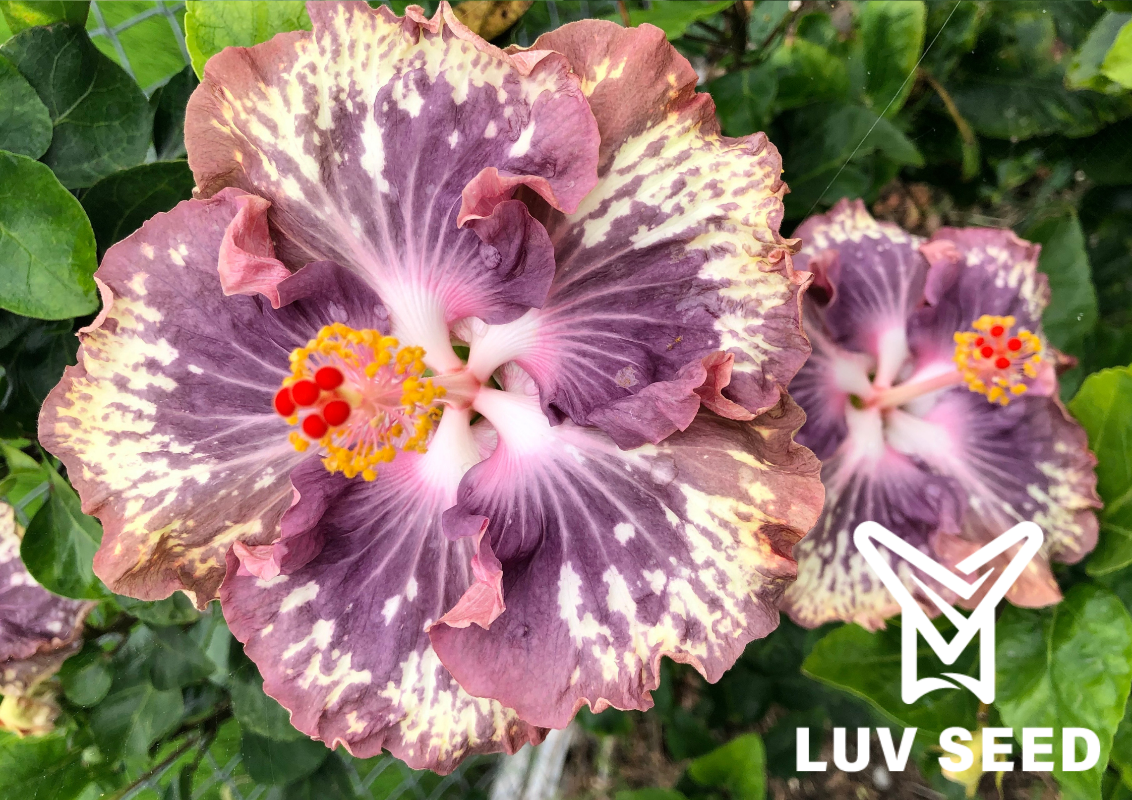 樂芙銀河之歌_Luv Song of the Galaxy