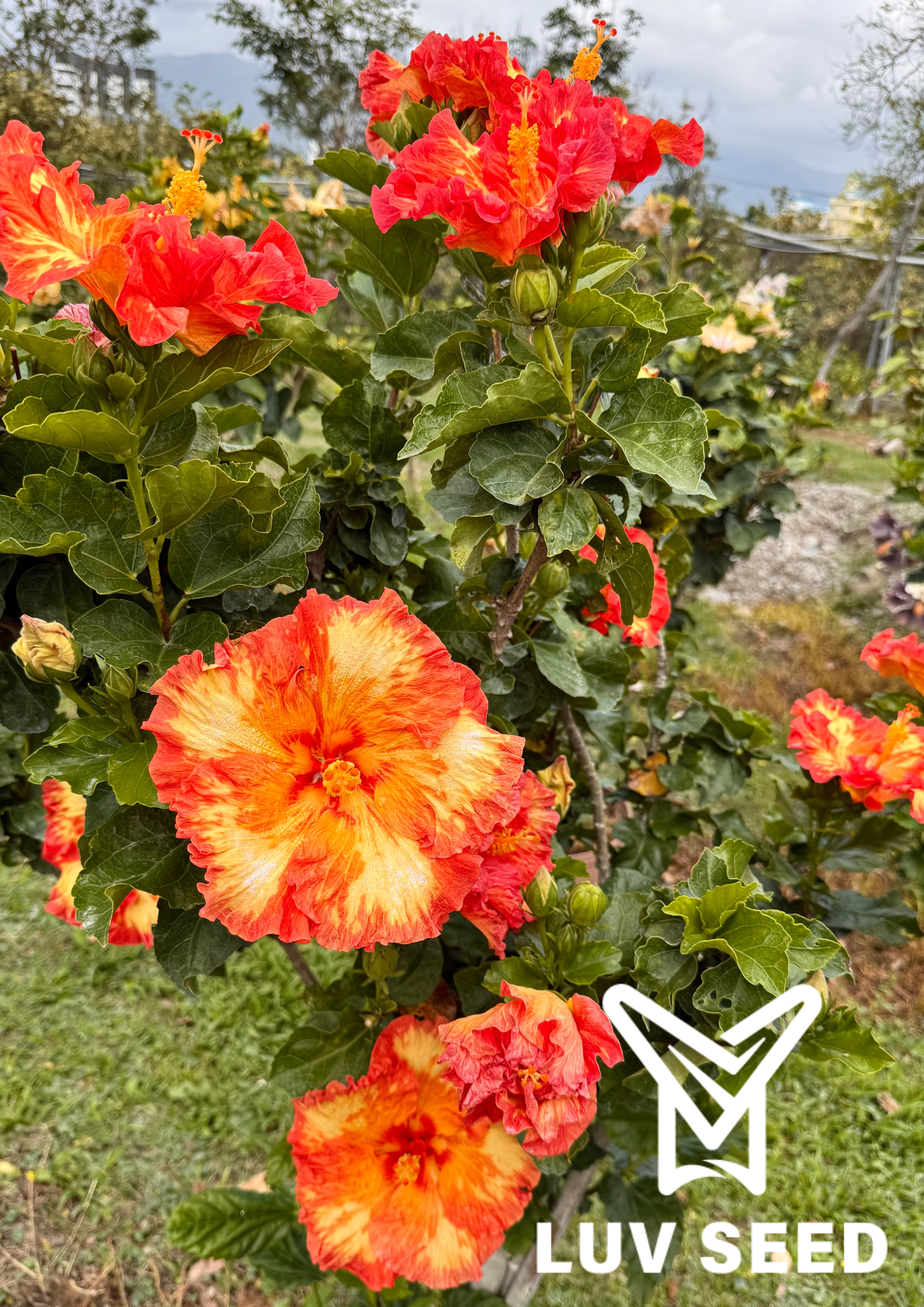 羅莎林德 Rosalind