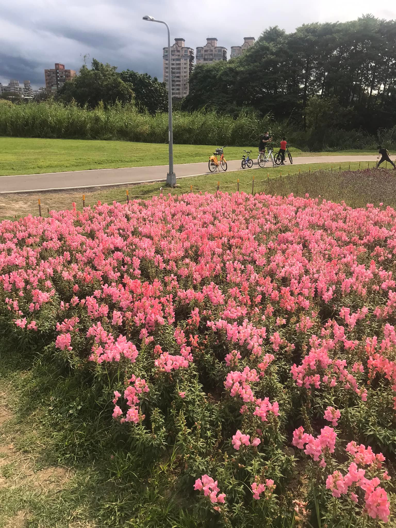 花海