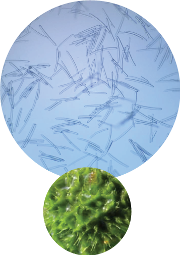 Astar Mn Face Cream Mn脸霜 Astar Mn Face Cream Mn脸霜